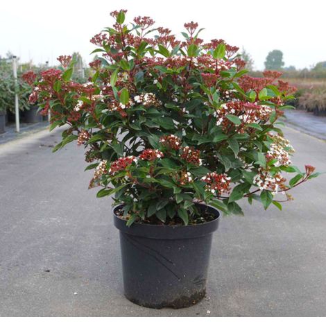 Viburno tino "Viburnum tinus" lentaggine pianta da siepe sempreverde in vaso 2 litri (1/5)