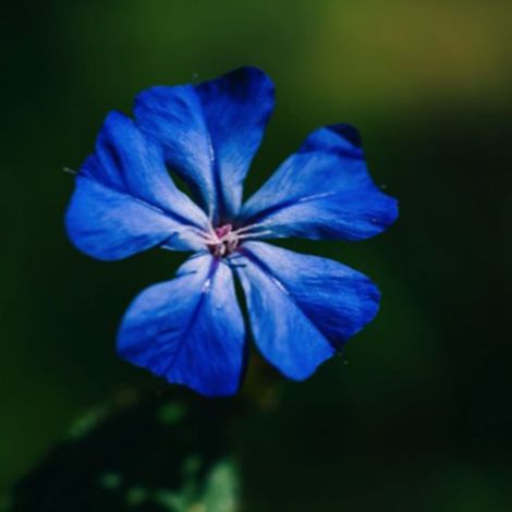 Plumbago de Wilmott (Ceratostigma willmottianum)
