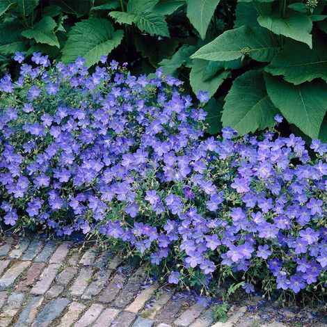 Bloomique - Lot de 3 - Geranium Johnsons Blue – Géranium vivace – Fleurs bleues – Rustique – Hauteur 10-20 cm – Pot 9x9 cm (1/4)