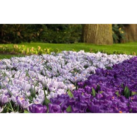 12 bulbes de Crocus Pickwick 8/9 - blanc strié de violet (1/2)