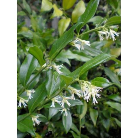 Sarcococca ruscifolia Pot de 2L/3L (1/3)