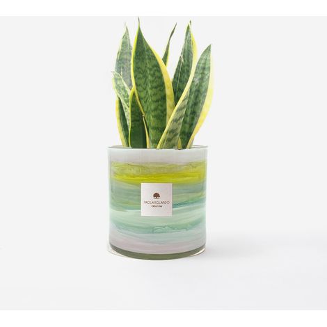 Sansevieria vaso vetro decorato a mano Made in Italy Tramonto H 15 - Multicolore 1