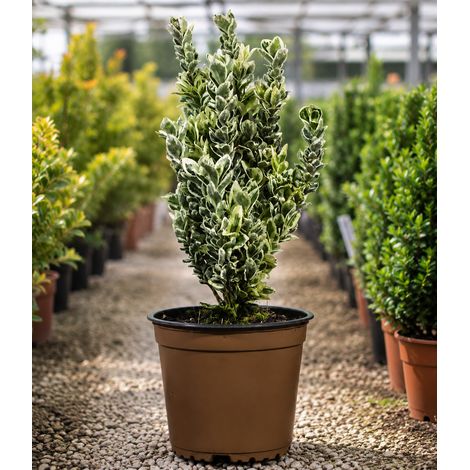 Gardenaria Evonimo - Euonymus japonicus 'White Spire' - Arbusto ornamentale da giardino - Altezza: 40/60 cm (vaso19) (1/3)