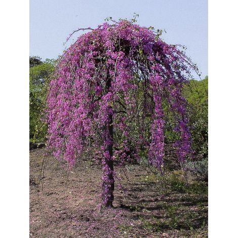 Gainier du Canada 'Lavender Twist ' Pot de 7,5L/10L