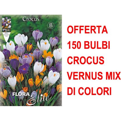 OFFERTA 150 BULBI CROCUS VERNUS MIX
