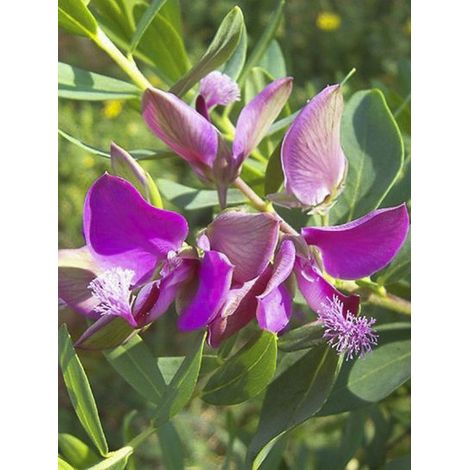 Polygale à feuilles de myrte Pot de 7,5L/10L