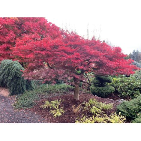 Acero rosso giapponese "Acer palmatum dissectum" pianta in mastello 290 lt  h. 140/150 cm cfr. 32/34 cm (1/4)