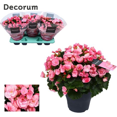 Bégonia Betulia Candy Rose Plante Fleurie pour Intérieur et Balcon Ø19 cm Hauteur 35 cm - PANGIVO