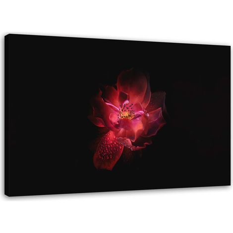 Tableau sur toile Fleur rose Fond noir 60x40 (1/5)