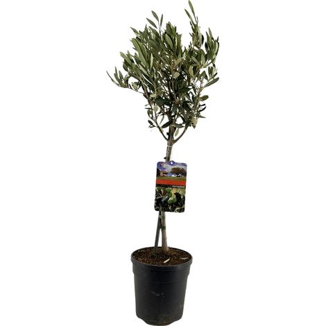Olivier Olea Europaea sur Tige Style Méditerranéen pour Terrasse et Balcon Ø19cm Hauteur 90cm - PANGIVO