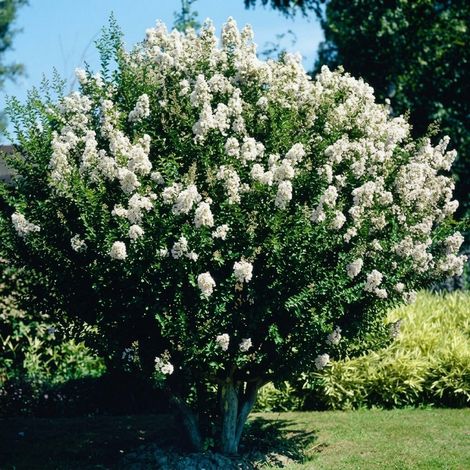 Lagerstroemia indica Bianca Mirto Crespo Cespuglio Mastello ø40cm h 2 Mt (1/5)