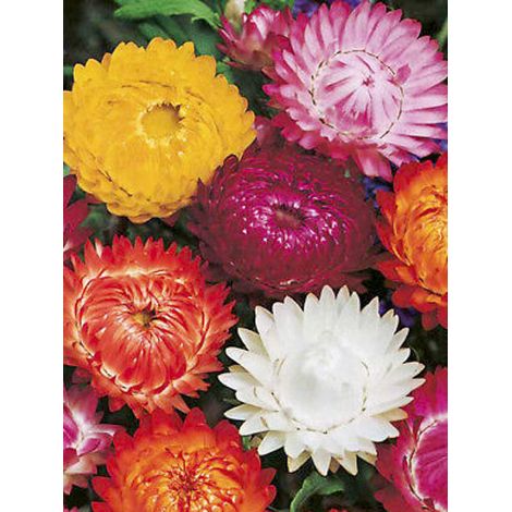 Immortelle à bractées 'Moreska' le sachet de 1200 graines (1g) (1/2)