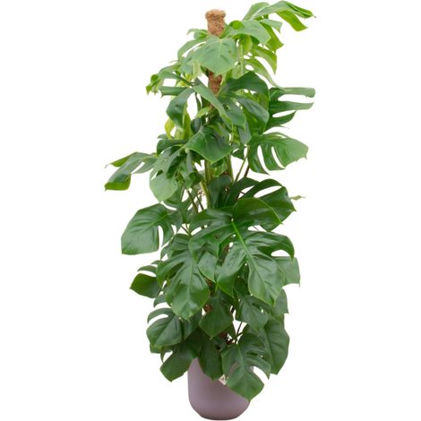 Monstera Pertusum XL Plante Verte d'Intérieur avec Pot Round Lilas Ø26 cm - 150 cm - PANGIVO