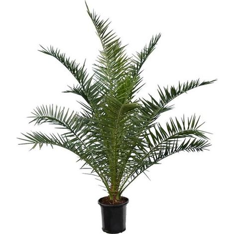 Bloomique - Phoenix Canariensis - Palmier dattier des Canaries - Palmier rustique - Plante de Jardin - Hauteur 140-160 cm - Pot 28 cm (1/5)