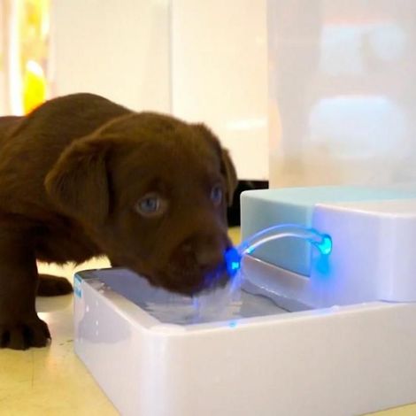 Fontaine à eau automatique - - 1,8 L - Pour chien et chat - Filtre à charbon - LED (1/5)