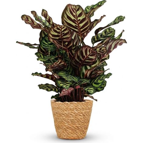 Plante Paon Calathea Makoyana d'Intérieur avec Panier Décoratif Vert Hauteur 70 cm Pot Ø 19 cm - PANGIVO (1/5)