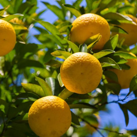 Yuzu - Citrus Yuzu' mini tige en pot de 19cm