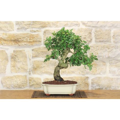 Bonsai di Biancospino (29) (1/5)