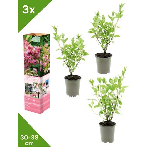 GARDENZO - 3 pots d'hortensias 'Pink Diamond' (hortensia prune) - en pot P9 (1/4)