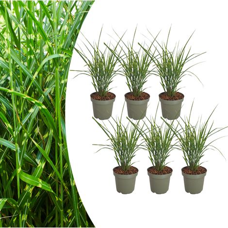Miscanthus sinensis ‘Zebrinus’ Lot de 6 Herbe du Zèbre Feuillage Rayé Jaune Pot 12 cm - PANGIVO
