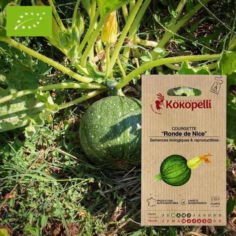 Courgette Ronde de Nice