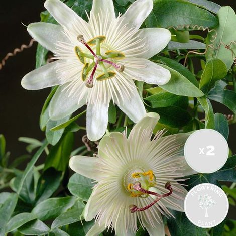Lot de 2 passiflores Constance Elliot blanches - Plantes grimpantes - Plantes de jardin - Rustiques - Hauteur : 50-70 cm - Pot de 15 cm (1/5)