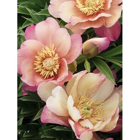 Pivoine Itoh 'Julia Rose' Souche 3/5 yeux