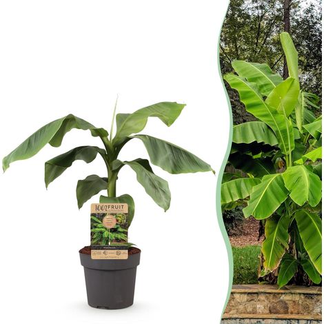 Bananier du Japon Musa Basjoo Plante Tropicale Rustique Extérieur Pot 21cm Hauteur 70-90cm - PANGIVO (1/4)