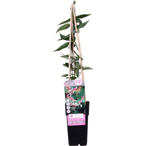 Chèvrefeuille de Henry (Lonicera henryi) Plante Grimpante Persistante - Pot Ø15 cm - H 65 cm - PANGIVO (1/5)