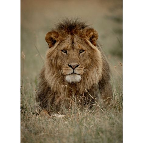 Tableau sur toile lion 100x140 cm - Impression sur Toile Murale Décorative - Image imprimée en HD sur Toile - Toile sur Châssis en Bois FSC - Fabriqué en France (1/4)