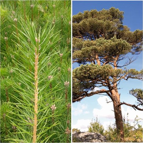 Planta de Pinos Silvestre O Pino Rojo. Pinus Sylvestris