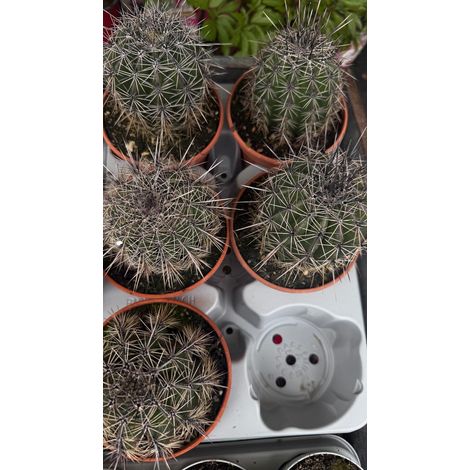 Cactus Saguaro (Carnegiea gigantea) in vaso 13 cm