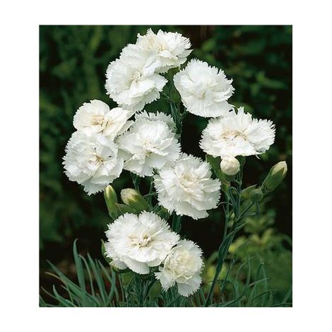 OEILLET HAYTOR WHITE PLANTE VIVACE - 3 GODETS