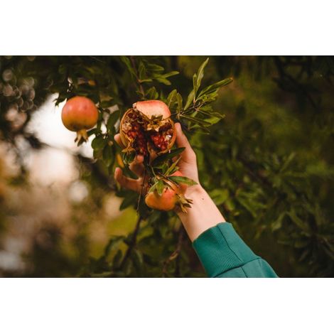 PUNICA GRANATUM NANUM TOUFFE 17 (1/2)