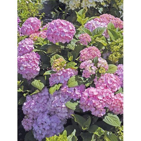 Hortensia 'So Long Rosy' Pot de 1,5L/2L