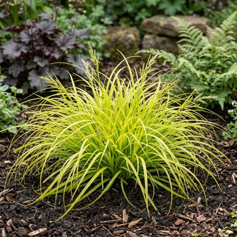 Laîche oshimensis Everillo 30cm Pot 3L - Carex oshimensis Everillo (1/4)