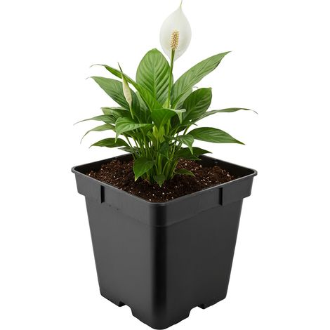 Garronda Pflanztopf Kunststoff 18 x 18 x 18 cm (4L) eckig mit Drainagelöchern Blumentopf robust Pflanzentopf für Garten Gewächshaus Balkon Anzucht Innen Außenbereich Schwarz GD-0199