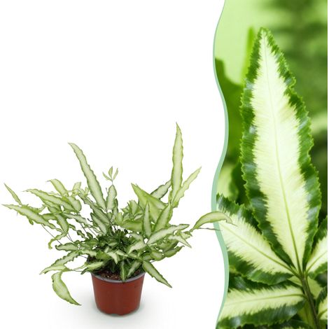 Fougère Ruban Pteris cretica Albolineata Plante Verte d'Intérieur Non Toxique Pot 12cm H20cm - PANGIVO (1/5)