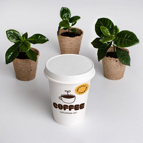 KIT DI COLTIVAZIONE DEL CAFFÈ (1/3)