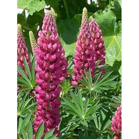 Lupin 'Gallery Red' Godet de 8/9 cm