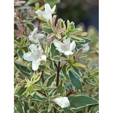 Abélia à grandes fleurs 'Sparkling Silver' Pot de 7,5L/10L (1/4)
