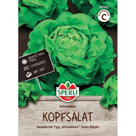 Sperli Salat Attraktion - Gemüsesamen (1/2)