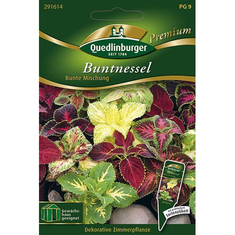 Quedlinburger Saatgut – Coléus en mélange coloré – Graines de plantes à feuillage décoratif, hauteur env. 80 cm