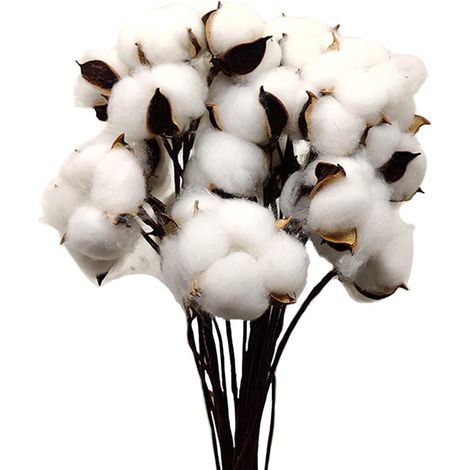 Boules de Coton Séchées en Blanc, Lot de 30, avec Bâton 30 cm, pour Couronnes, Décoration de Maison de Campagne et DIY Floral (1/4)