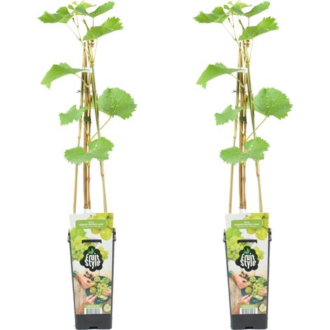 Bloomique - 2x Vitis Vinifera 'Vroege van der Laan' - Plant de raisin - Raisins blancs - Plantes fruitières - Plantes de jardin - Résistant à l'hiver - ⌀14 cm - Hauteur 60-70cm