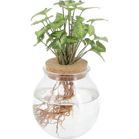 Syngonium Pianta Idroponica - H 30-40 cm Vaso Ø 12 cm (1/3)
