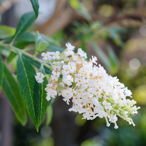 Arbre aux papillons white profusion - Buddleja davidii white profusion 60/80 cm Pot 3L (1/4)