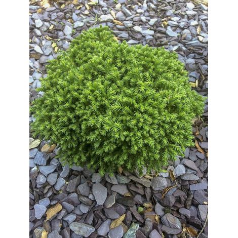Cèdre du Japon 'Green Pearl' Pot de 2L/3L