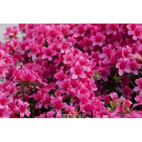Japanische Azalee 'Michiko' Rhododendron obt.'Michiko' C 2 15-  20