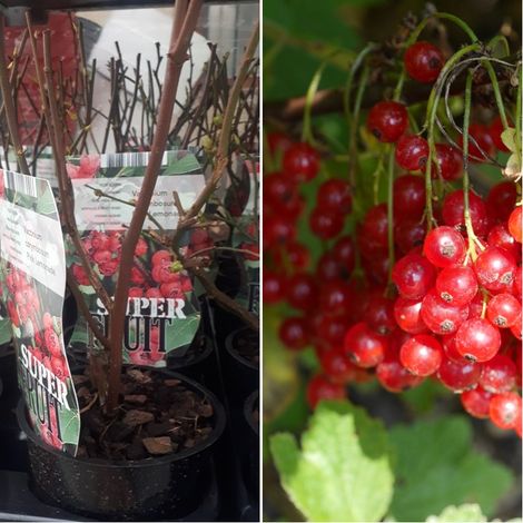 Arandano Rojo. Vaccinium Corymbosum PINK Lemonade. 25-30 Cm